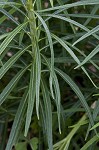 Fringed bluestar