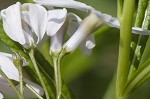 Fringed bluestar