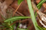 Fringed bluestar