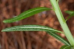 Fringed bluestar