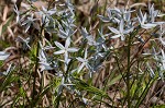 Fringed bluestar