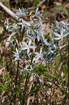 Fringed bluestar