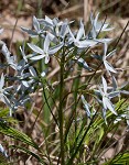 Fringed bluestar