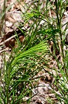 Fringed bluestar