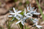 Fringed bluestar