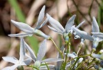 Fringed bluestar