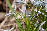 Fringed bluestar