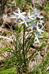 Fringed bluestar