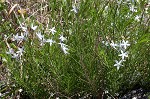 Fringed bluestar