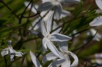 Fringed bluestar