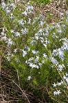 Fringed bluestar