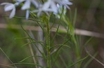 Fringed bluestar