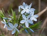 Fringed bluestar