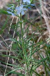 Fringed bluestar