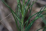 Fringed bluestar