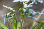 Fringed bluestar