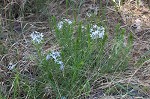 Fringed bluestar