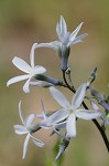 Eastern bluestar