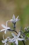 Eastern bluestar