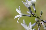 Eastern bluestar