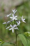 Eastern bluestar