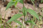 Eastern bluestar