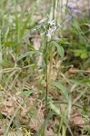 Eastern bluestar