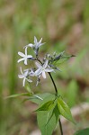 Eastern bluestar