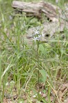 Eastern bluestar