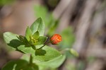 Scarlet pimpernel