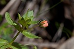 Scarlet pimpernel