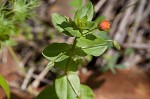 Scarlet pimpernel