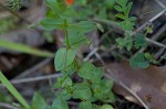 Scarlet pimpernel