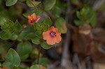 Scarlet pimpernel