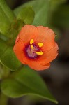 Scarlet pimpernel