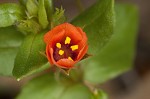 Scarlet pimpernel