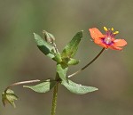 Scarlet pimpernel