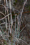 Chalky bluestem