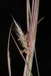 Chalky bluestem