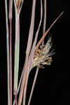 Chalky bluestem