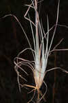 Chalky bluestem