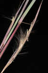 Chalky bluestem