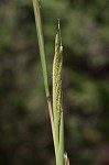 Big bluestem