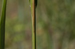 Big bluestem