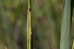 Big bluestem