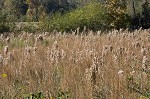 Bushy bluestem