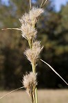 Bushy bluestem