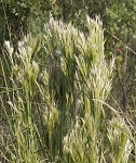 Bushy bluestem