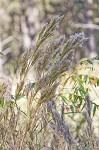 Bushy bluestem