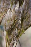 Bushy bluestem